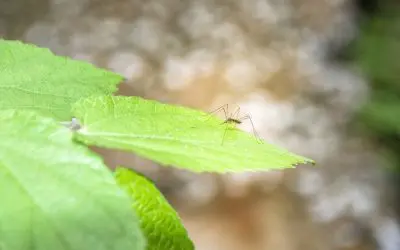 How to Repel Mosquitoes From Your Property