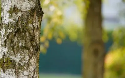 The Basics of Tree Maintenance