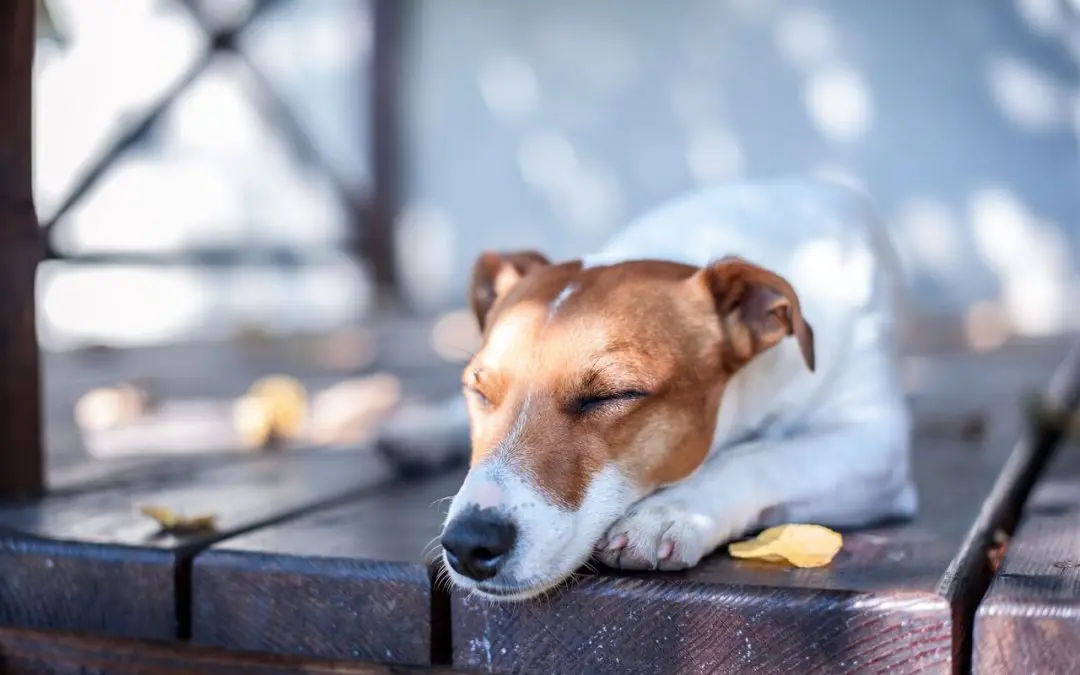 Safe and Sound: Essential Tips for Deck Safety for Children and Pets