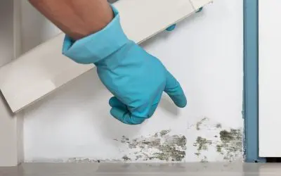 Stop It Before It Starts: A Homeowner’s Guide to Prevent Mold in Your Home