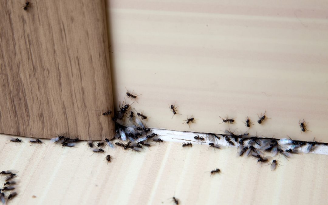 ridding your home of ants