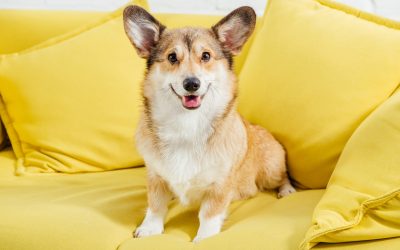 6 Home Cleaning Tips for Pet Owners