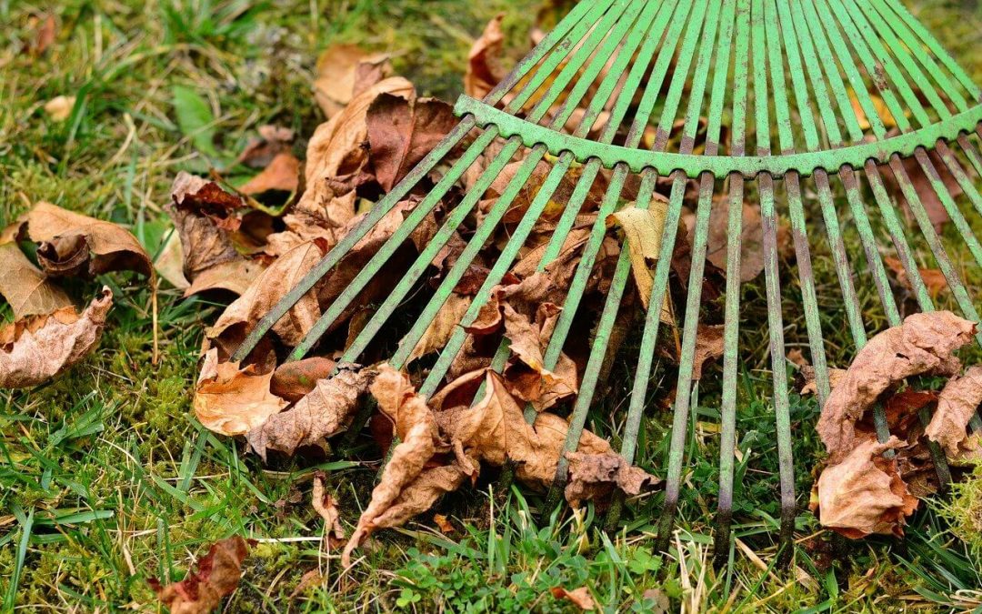 4 Effective Fall Lawn Care Tips