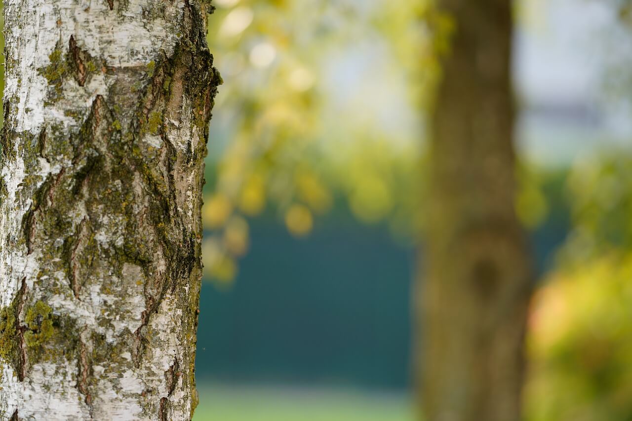 Basics of Tree Maintenance Greg Jones Home Inspections & Assoc., LLC