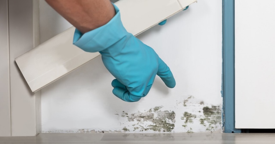 Stop It Before It Starts: A Homeowner’s Guide to Prevent Mold in Your Home